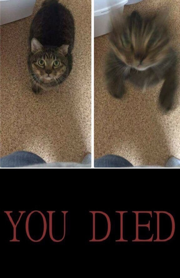 you died meme